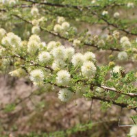 Vachellia planifrons (Wight & Arn.) Ragup., Seigler, Ebinger & Maslin